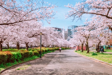 osaka-cherry-blossom