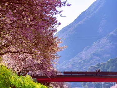 Izu Sakura Tour
