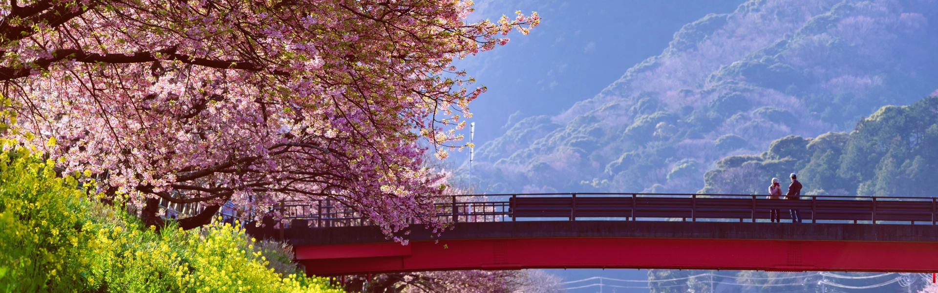 Japan Spring Sakura Tour