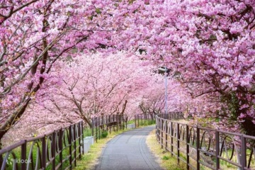Izu Cherry Blossom