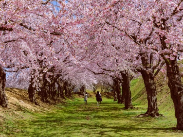 hokkaido cherry blossoms tour