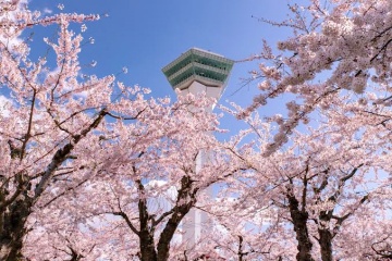 Hakodate cherry blossoms