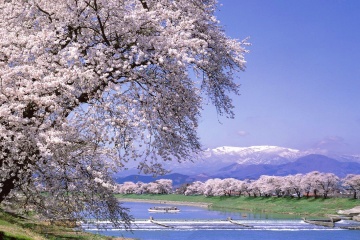 Hokkaido Cherry Blossoms
