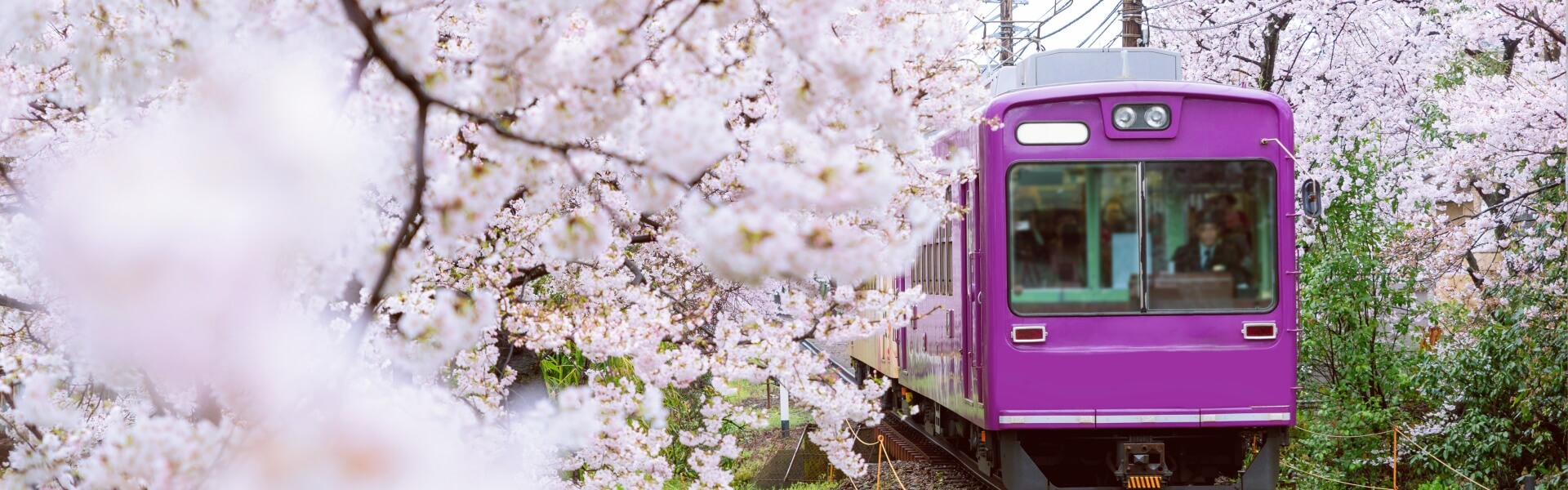 Japan Classic Cherry Blossom Tour