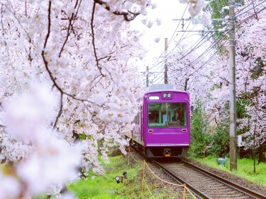 Japan Classic Cherry Blossom Tour