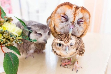 Owl Café Tokyo