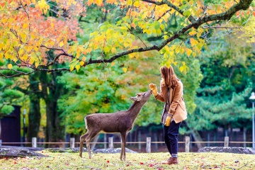 Nara Park
