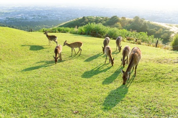 Mount Wakakusa