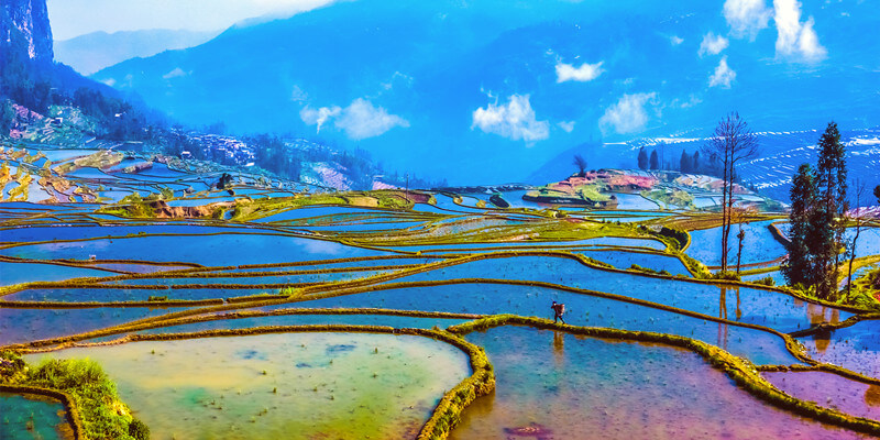 Yuanyang Rice Terrace