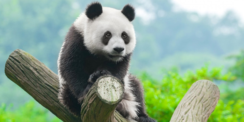 Panda Breeding and Research Center