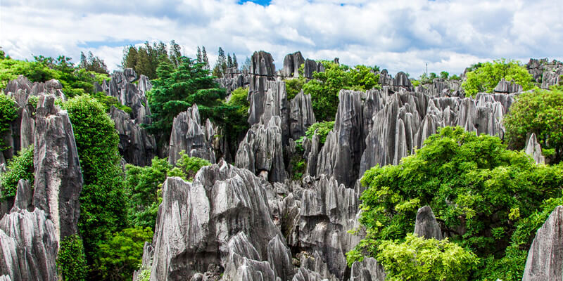 Stone Forest