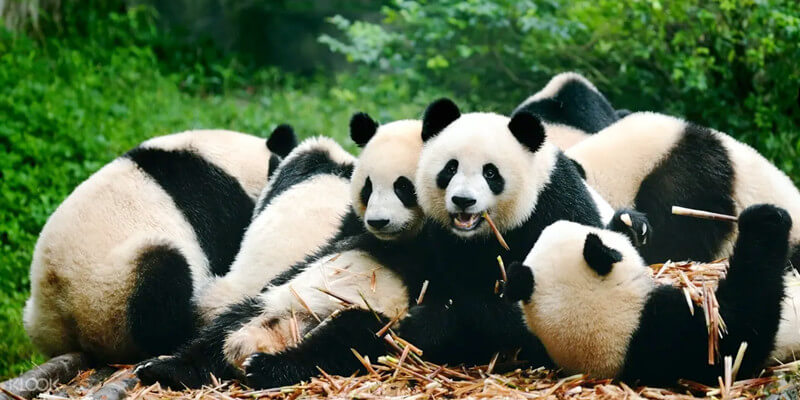 Chengdu Research Base of Giant Panda Breeding