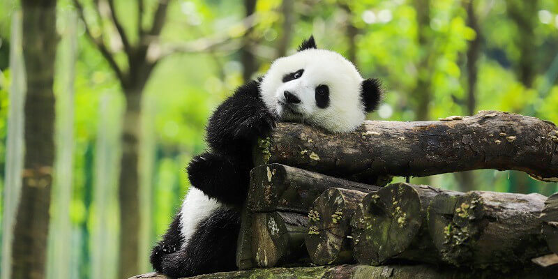 Panda Aufzuchtstation