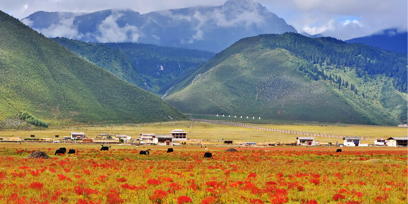 Napahai Natural Lake Reserve