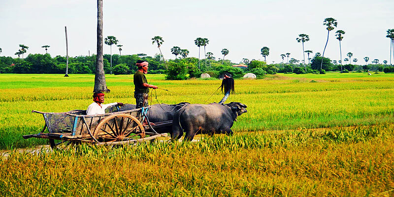 Countryside Tour in Siem Reap