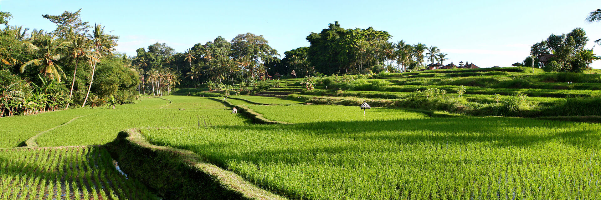 Balinese Rice Terraces