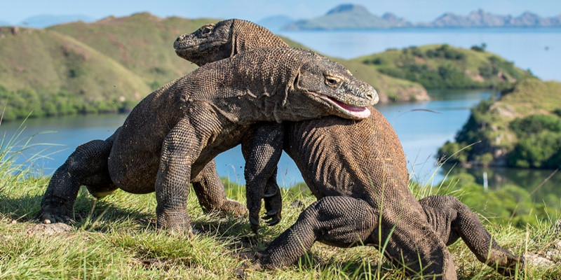 Komodo National Park