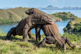 Komodo National Park