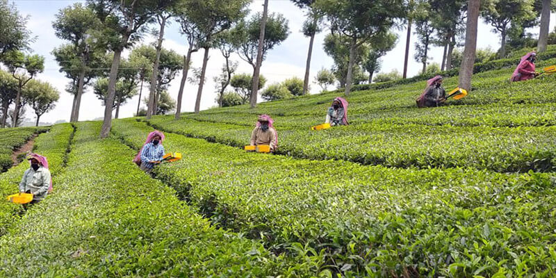 Ciater tea Plantation