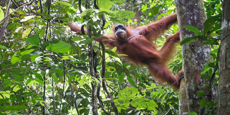 Gunung Leuser National Park