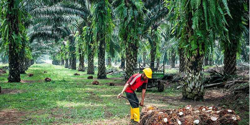Oil palm plantation
