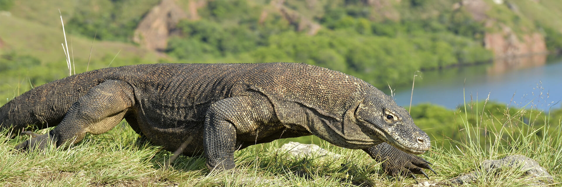 Best of Bali – Flores - Komodo