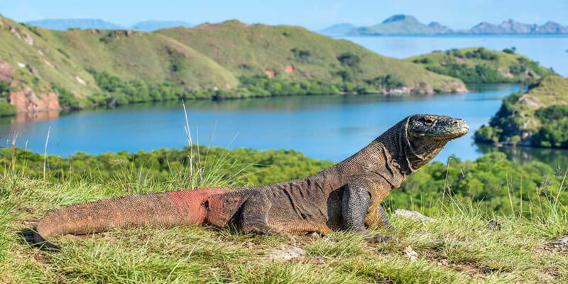 Komodo Island