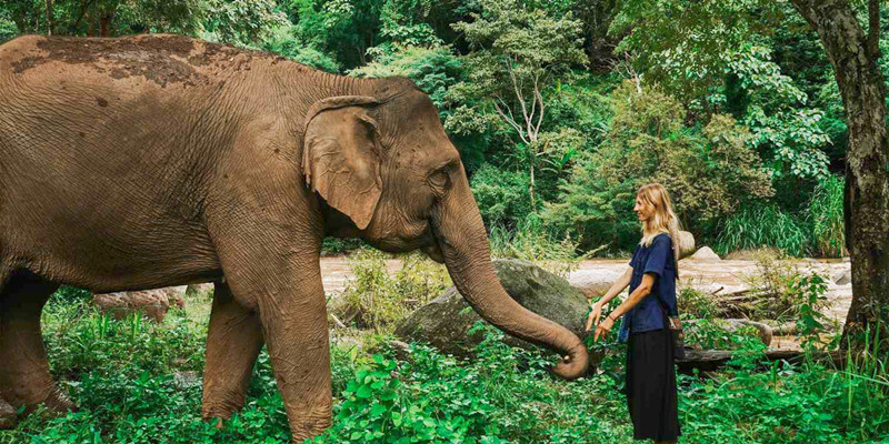 Elephant-in-Chiang-Mai
