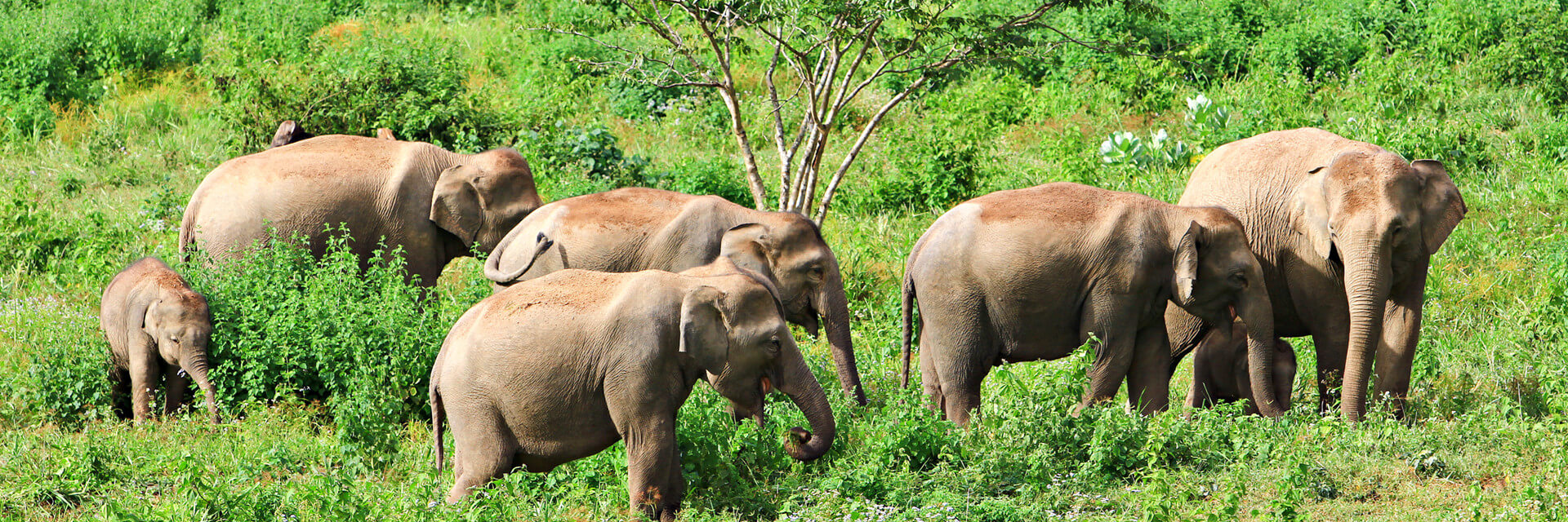 Elephant-Jungle-Sanctuary
