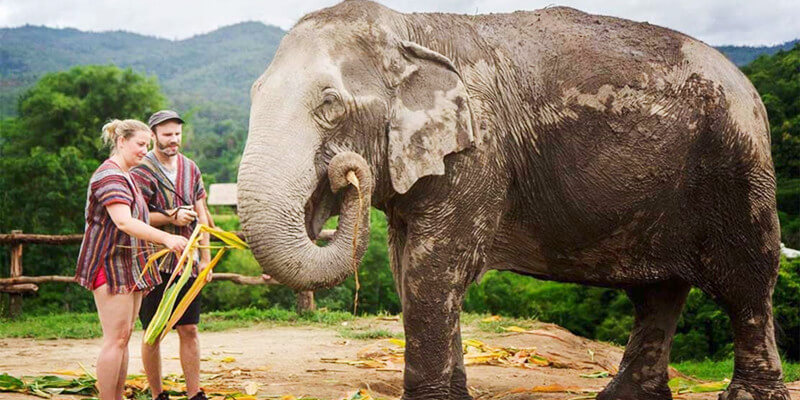 Chiang-Mai-Elephant-Jungle-Sanctuary