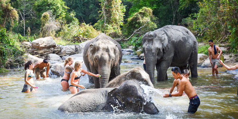 Chiang-Mai-Elephant-Jungle-Sanctuary-1