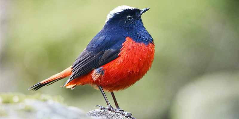 Bird-Doi-Suthep