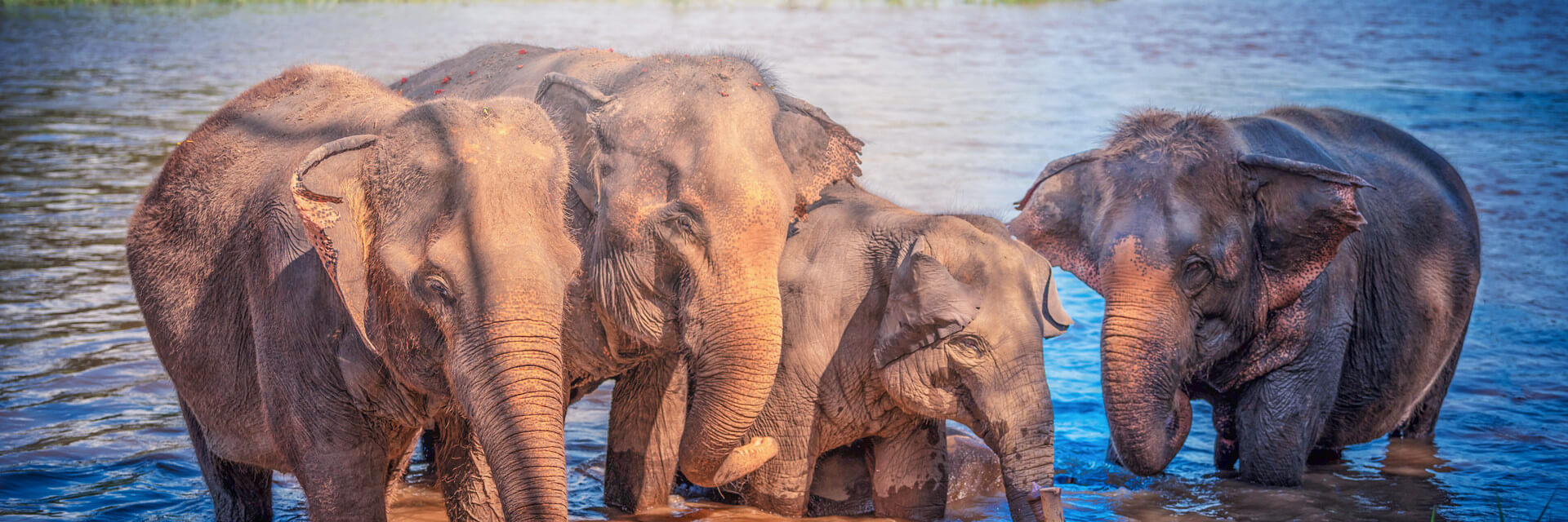 Elephants-in-Thailand