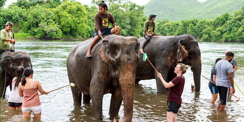 Elephants-World-Kanchanaburi