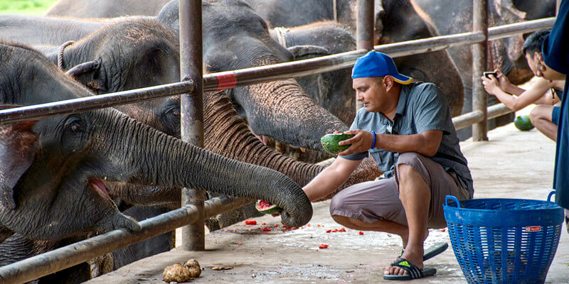 Elephants-World