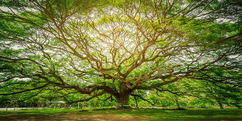 Giant-Rain-Tree-Kanchanaburi