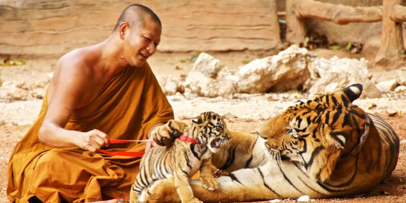 Tiger-Temple-in-Kanchanaburi