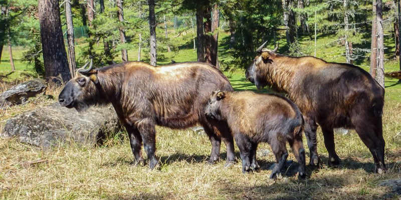 Thimphu Takin Zoo