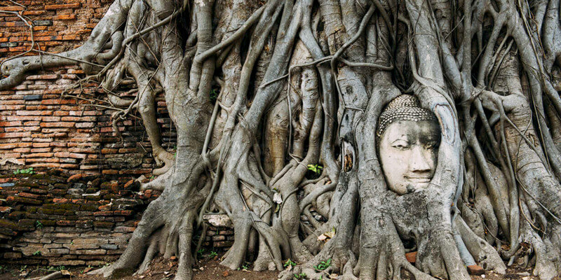 Buddhas-head-at-Wat-Mahathat