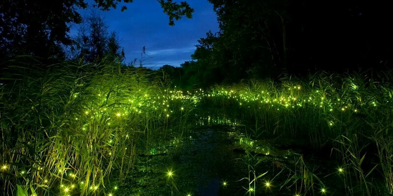 Fireflies-at-Amphawa