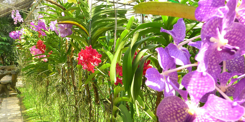 Orchid-Farm-Thailand