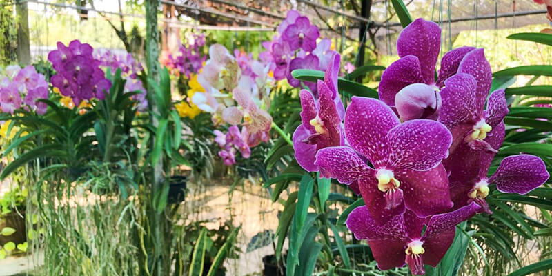 Orchid-Farm-at-Khlong-Lat-Mayom