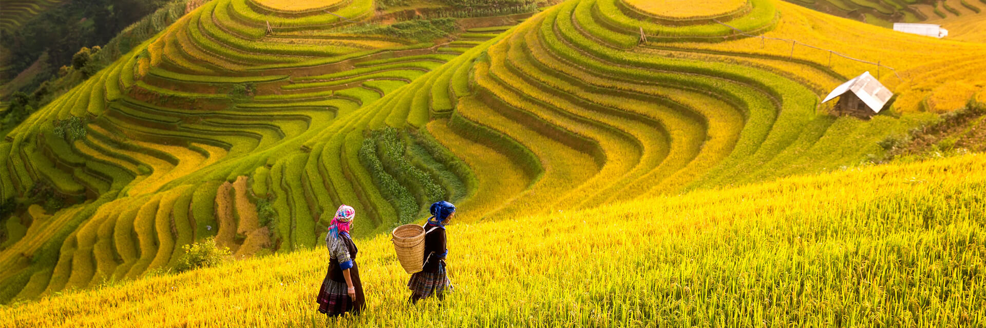 Rice-Terraces-of-Vietnam