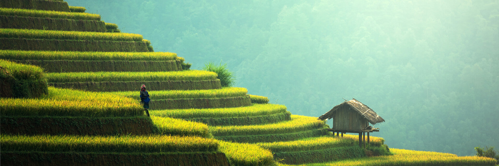 Rice-Fields-in-North-Vietnam