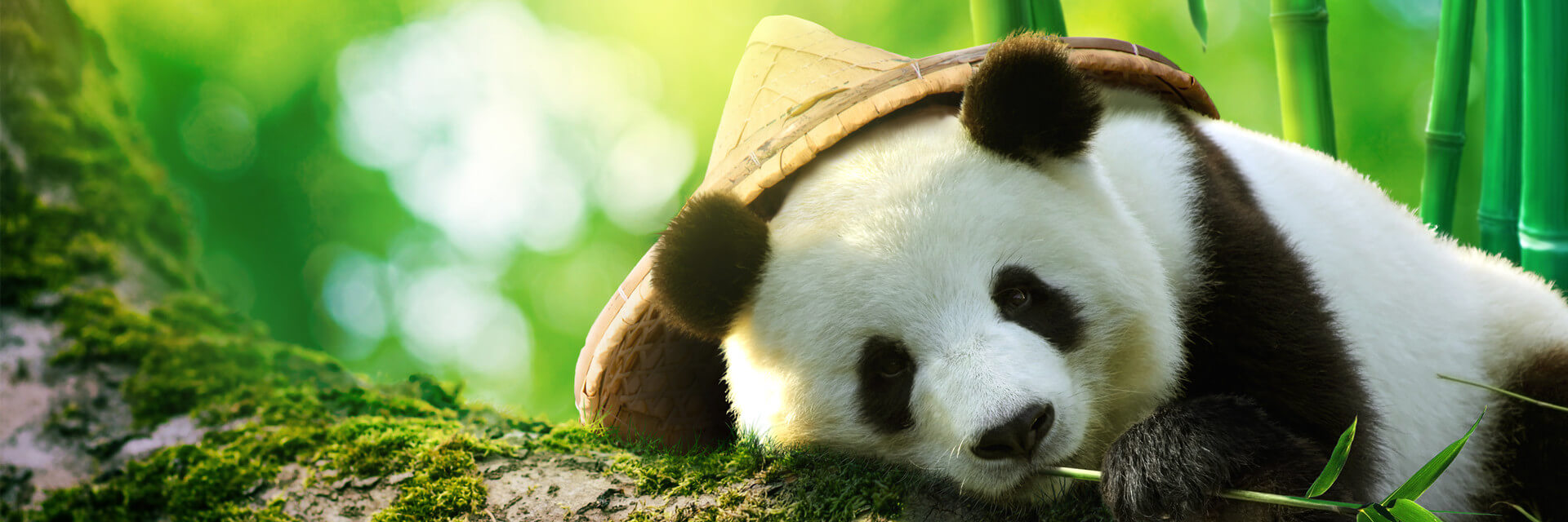 China-Giant-Panda-1