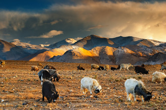 Tibetan-Landscape