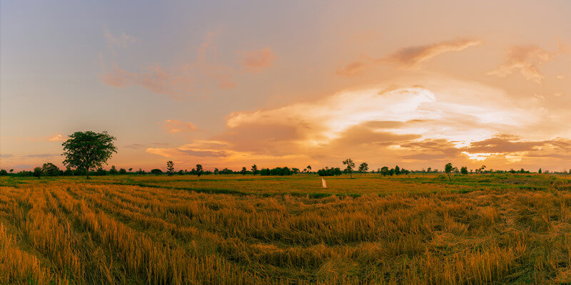 Rice-Fields-of-Chiang-Mai