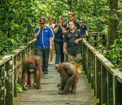 Sepilok Orangutan Rehabilitation Centre