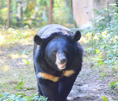 Bornean Sun Bear Conservation Centre