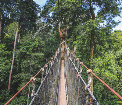 Canopy Walk